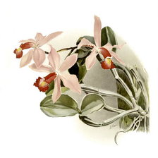 Оригинал схемы вышивки «орхидеи» (№240095)