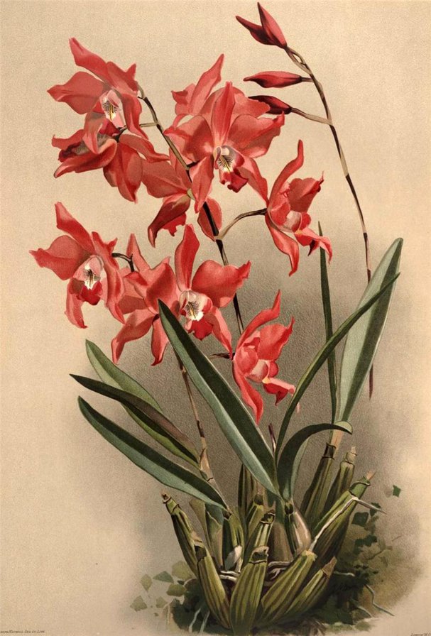 орхидеи - цветы орхидеи - оригинал