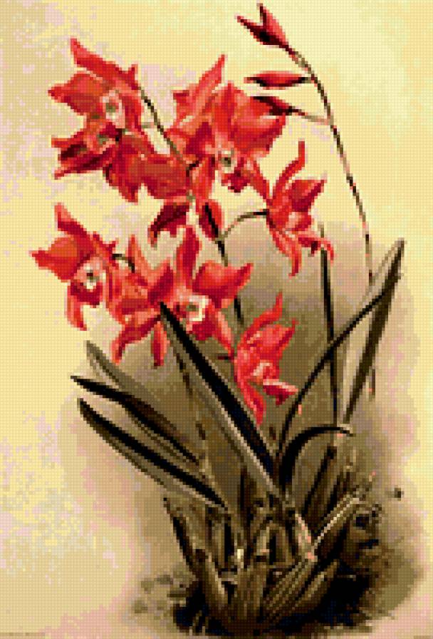 орхидеи - цветы орхидеи - предпросмотр