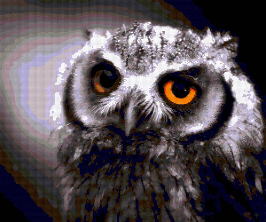 Сова. - животные, птицы. - предпросмотр