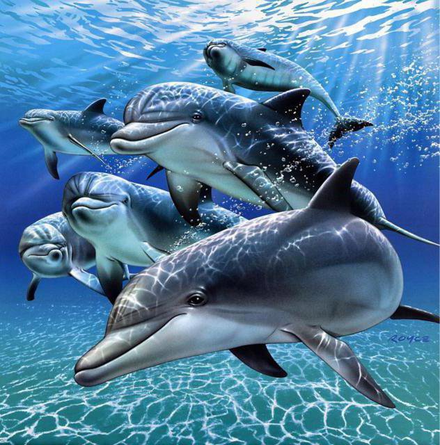 делбфины - рыбы, дельфины, море - оригинал