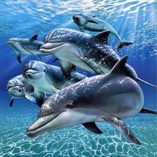 делбфины