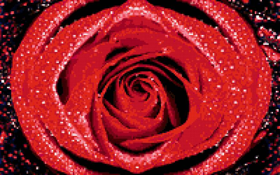 роза - предпросмотр