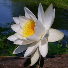 Схема вышивки «белый цветок»