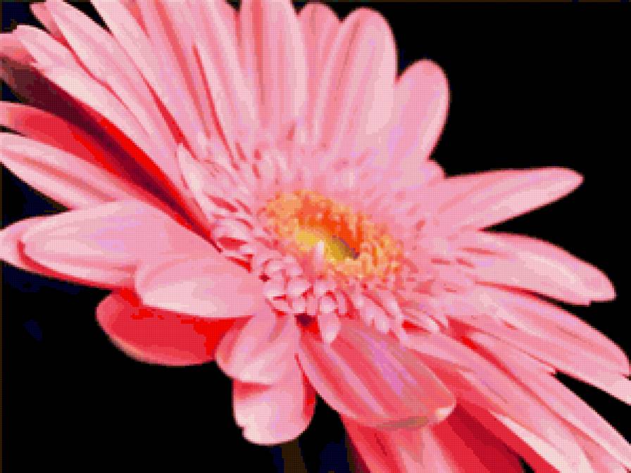 Гербера. - герберы, цветы - предпросмотр