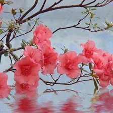 Схема вышивки «virágos faág»