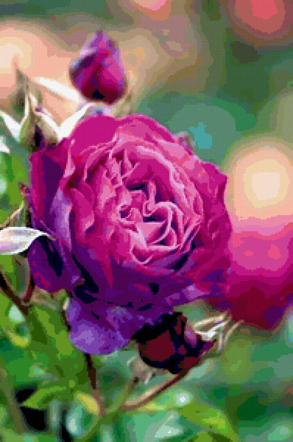 Роза - цветы - предпросмотр