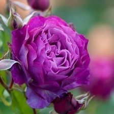 Схема вышивки «Роза»