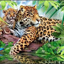 Леопарды