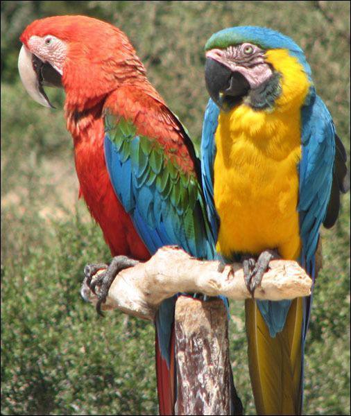 Попугаи - птици, попугаи, природа, картина - оригинал