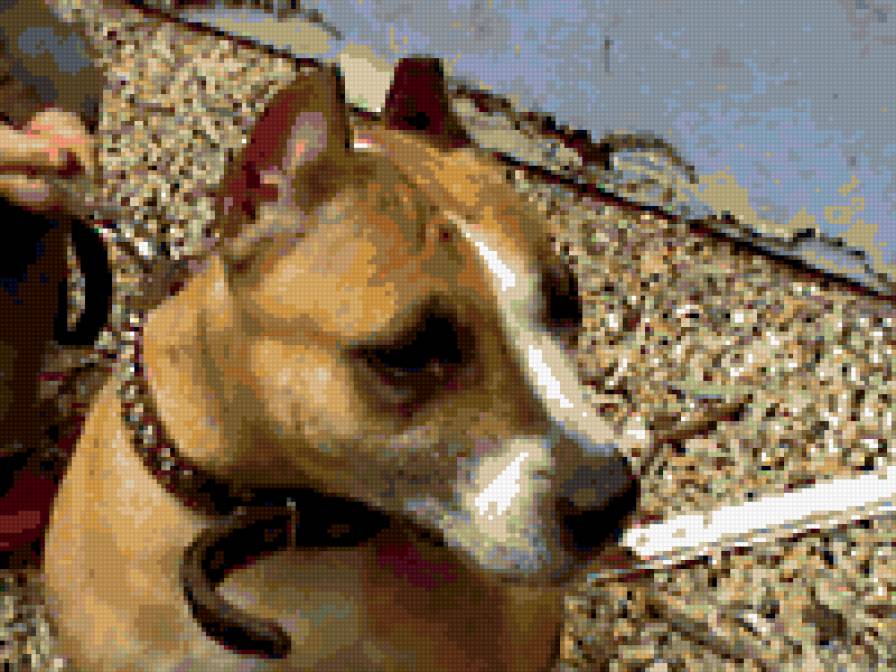 динара - собака - предпросмотр