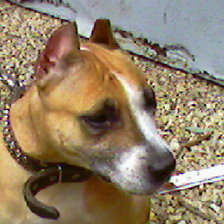 Схема вышивки «динара»