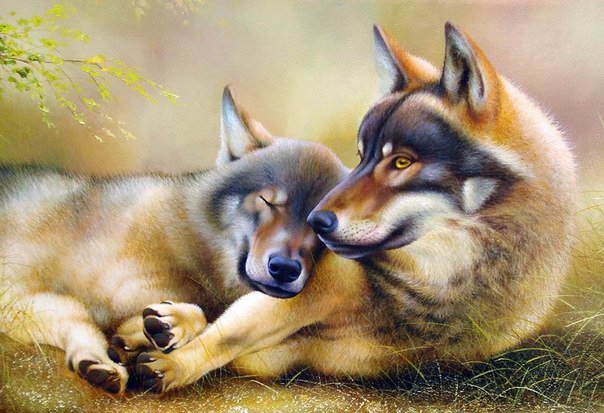 Волки - животные, волки, пара - оригинал