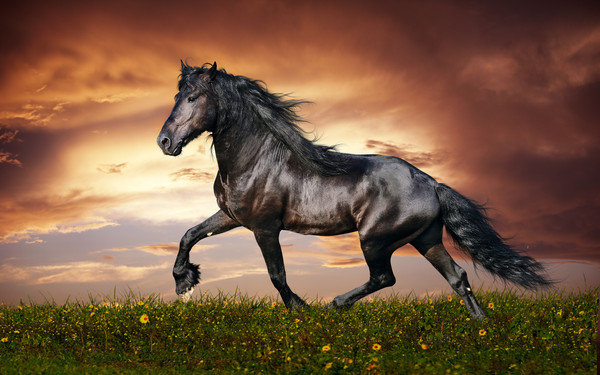 Лошадка - картина, лошадь, природа - оригинал