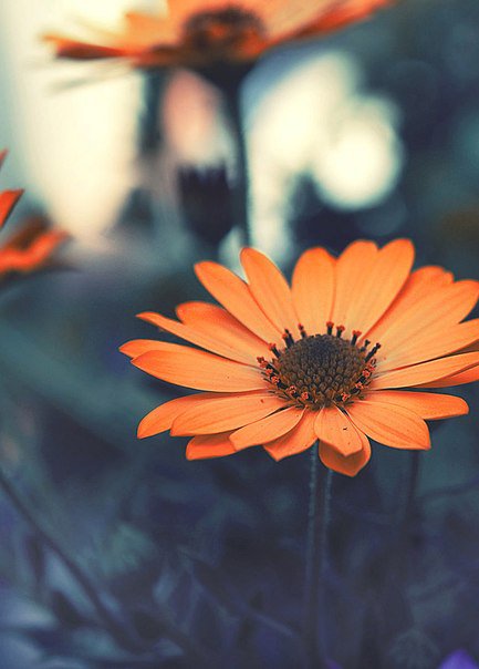 оранжевое настроение - оранжевый, цветок - оригинал