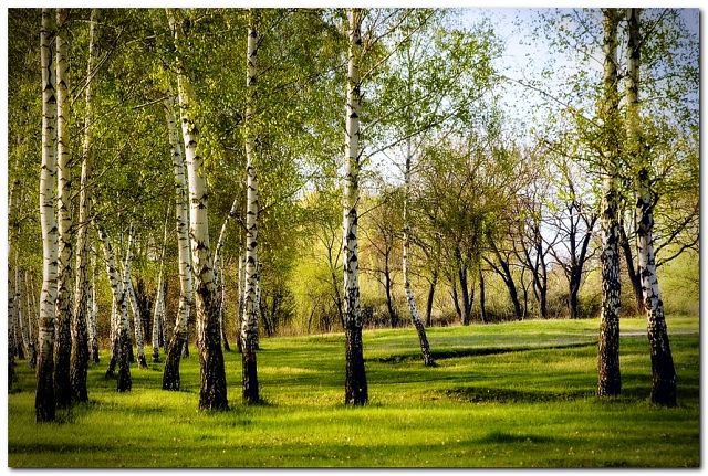 березы - оригинал