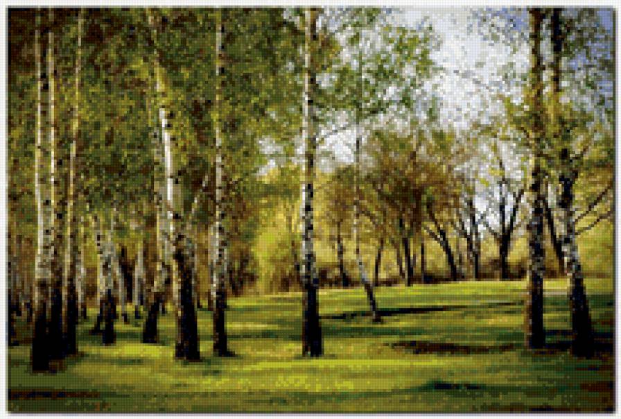 березы - предпросмотр