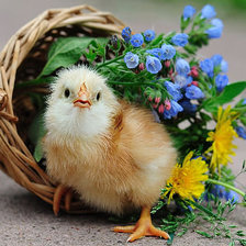 Схема вышивки «маленькое солнышко»