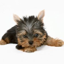 Схема вышивки «йорк»