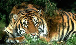 Тигр - тигр, животное - оригинал