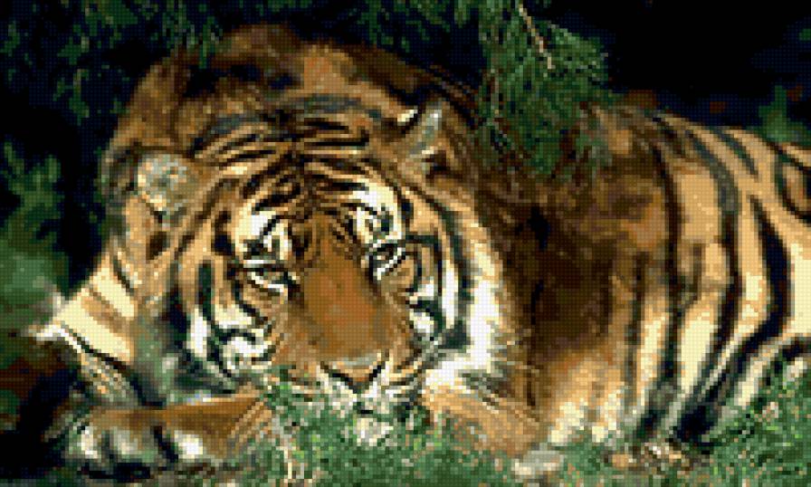Тигр - животное, тигр - предпросмотр