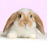 кроля - оригинал