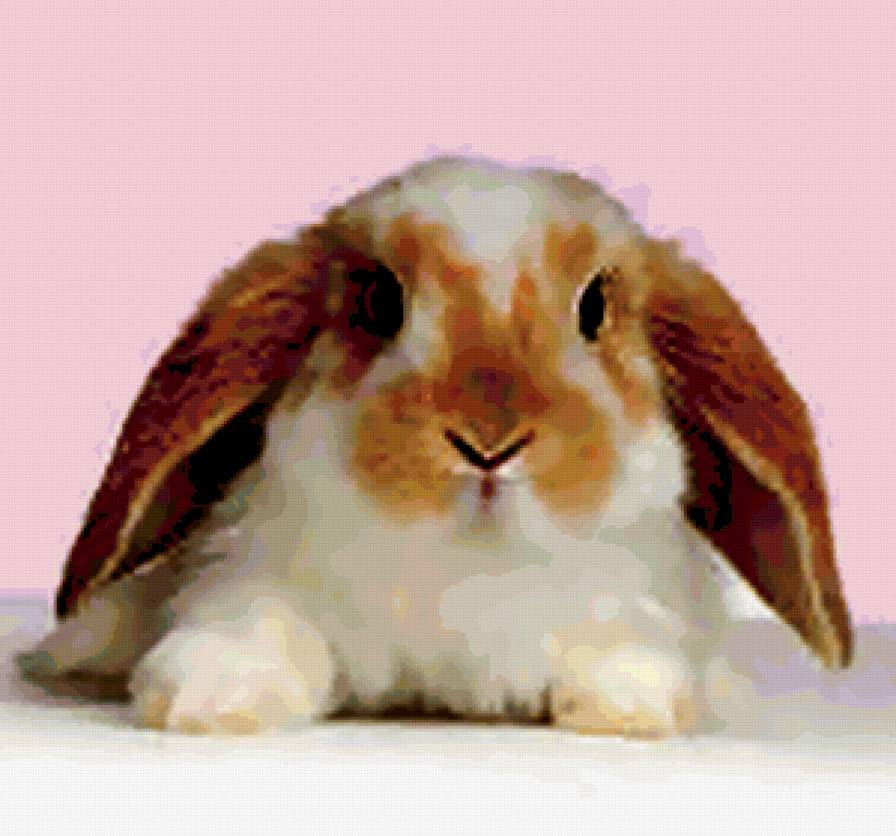 кроля - предпросмотр