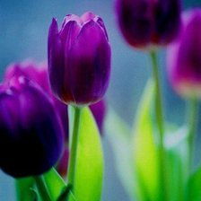 Схема вышивки «тюльпаны»