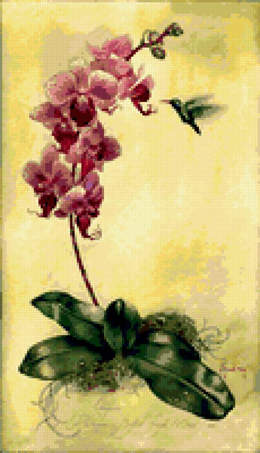 орхидея - цветы орхмдея - предпросмотр