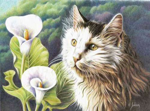кошка и каллы - цветы каллы кошка животные - оригинал