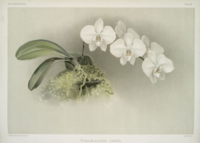 белая орхидея - цветы орхидея - оригинал