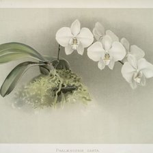 Оригинал схемы вышивки «белая орхидея» (№241499)