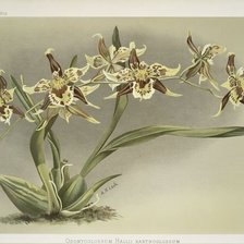 Оригинал схемы вышивки «орхидея» (№241534)