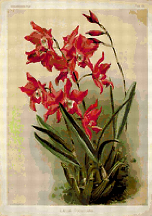 красная орхидея - цветы орхидеи - предпросмотр