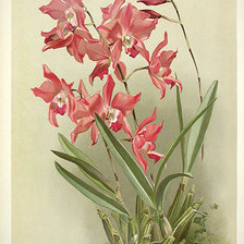 красная орхидея