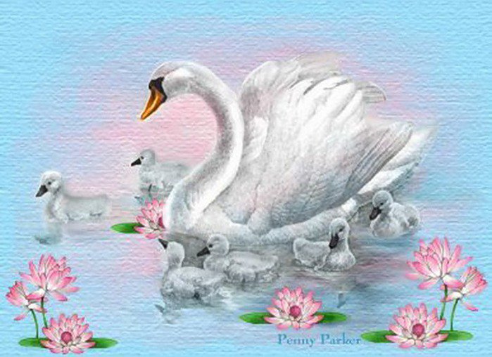 лебединая семья - природа озеро лебеди - оригинал