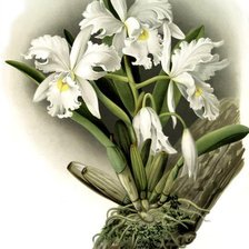 Схема вышивки «белые орхидеи»
