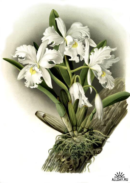 белые орхидеи - цветы орхидеи - оригинал