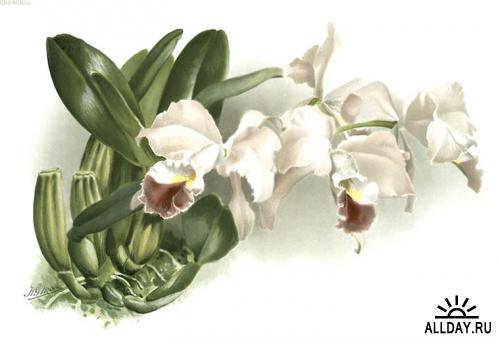 белая орхидея - цветы орхидея - оригинал