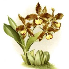 Оригинал схемы вышивки «орхидея» (№241701)