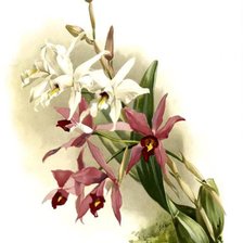 Оригинал схемы вышивки «орхидеи» (№241705)