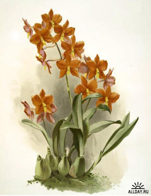 орхидея - цветы орхидеи - оригинал