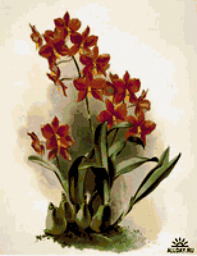 орхидея - цветы орхидеи - предпросмотр