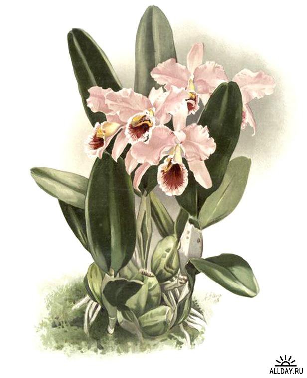 розовые орхидеи - цветы орхидеи - оригинал