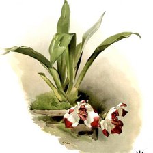 Оригинал схемы вышивки «орхидея» (№241714)
