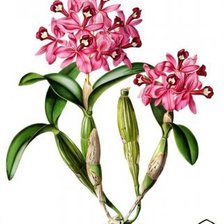 Оригинал схемы вышивки «розовая орхидея» (№241716)