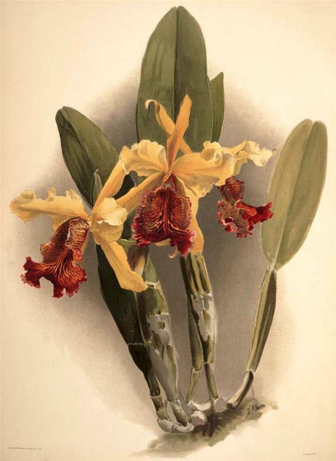 желтая орхидея - цветы орхидея - оригинал