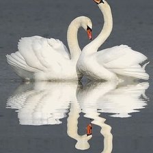 Схема вышивки «пара лебедей»