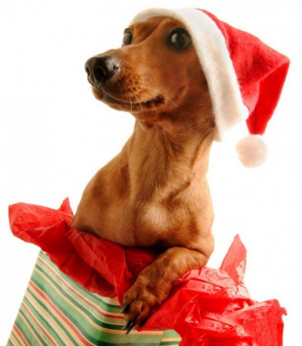 рождественская такса - оригинал