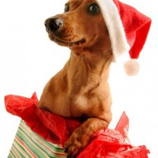 Схема вышивки «рождественская такса»